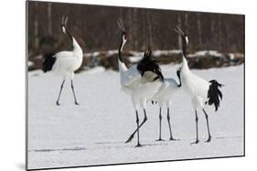 Japanese Cranes, Hokkaido, Japan-Art Wolfe-Mounted Photographic Print