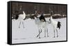 Japanese Cranes, Hokkaido, Japan-Art Wolfe-Framed Stretched Canvas