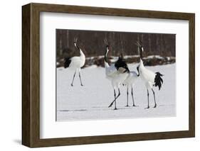 Japanese Cranes, Hokkaido, Japan-Art Wolfe-Framed Photographic Print