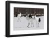 Japanese Cranes, Hokkaido, Japan-Art Wolfe-Framed Photographic Print