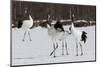 Japanese Cranes, Hokkaido, Japan-Art Wolfe-Mounted Photographic Print