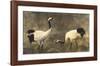 Japanese Cranes-Helene Whitwell-Framed Premium Giclee Print