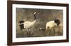 Japanese Cranes-Helene Whitwell-Framed Premium Giclee Print