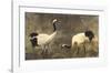 Japanese Cranes-Helene Whitwell-Framed Premium Giclee Print