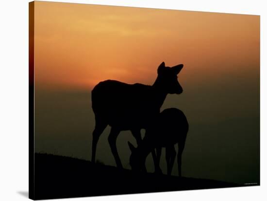 Japanese Deer-null-Stretched Canvas