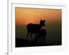 Japanese Deer-null-Framed Photographic Print