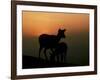 Japanese Deer-null-Framed Photographic Print