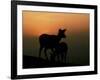 Japanese Deer-null-Framed Photographic Print