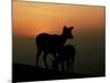 Japanese Deer-null-Mounted Photographic Print