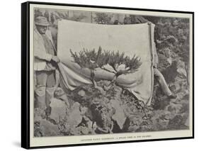 Japanese Fancy Gardening, a Dwarf Tree in the Rockery-null-Framed Stretched Canvas