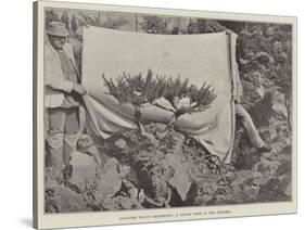 Japanese Fancy Gardening, a Dwarf Tree in the Rockery-null-Stretched Canvas