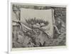 Japanese Fancy Gardening, a Dwarf Tree in the Rockery-null-Framed Giclee Print