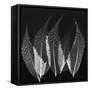 Japanese Fern Black and White-Albert Koetsier-Framed Stretched Canvas