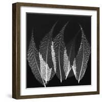 Japanese Fern Black and White-Albert Koetsier-Framed Art Print