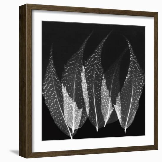 Japanese Fern Black and White-Albert Koetsier-Framed Art Print