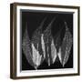 Japanese Fern Black and White-Albert Koetsier-Framed Art Print