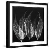 Japanese Fern Black and White-Albert Koetsier-Framed Art Print