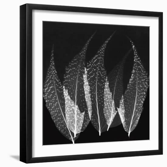 Japanese Fern Black and White-Albert Koetsier-Framed Art Print