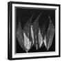 Japanese Fern Black and White-Albert Koetsier-Framed Art Print