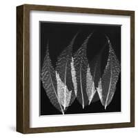 Japanese Fern Black and White-Albert Koetsier-Framed Art Print