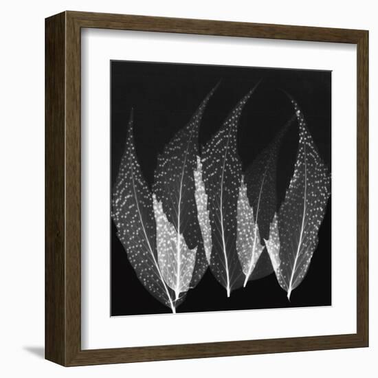 Japanese Fern Black and White-Albert Koetsier-Framed Art Print