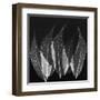 Japanese Fern Black and White-Albert Koetsier-Framed Art Print