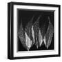 Japanese Fern Black and White-Albert Koetsier-Framed Art Print