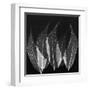 Japanese Fern Black and White-Albert Koetsier-Framed Art Print