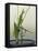 Japanese Flower Arranging (Ikebana) also Called the Way of Flowers (Kado), Japan-null-Framed Stretched Canvas