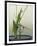 Japanese Flower Arranging (Ikebana) also Called the Way of Flowers (Kado), Japan-null-Framed Photographic Print