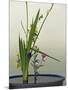 Japanese Flower Arranging (Ikebana) also Called the Way of Flowers (Kado), Japan-null-Mounted Photographic Print