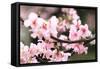 Japanese Flowering Cherry Blossoms-kamill-Framed Stretched Canvas