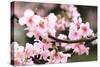 Japanese Flowering Cherry Blossoms-kamill-Stretched Canvas