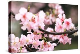 Japanese Flowering Cherry Blossoms-kamill-Stretched Canvas