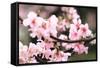 Japanese Flowering Cherry Blossoms-kamill-Framed Stretched Canvas