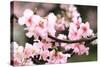 Japanese Flowering Cherry Blossoms-kamill-Stretched Canvas