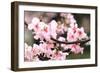 Japanese Flowering Cherry Blossoms-kamill-Framed Photographic Print