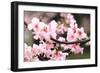 Japanese Flowering Cherry Blossoms-kamill-Framed Photographic Print