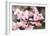 Japanese Flowering Cherry Blossoms-kamill-Framed Photographic Print