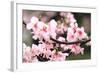 Japanese Flowering Cherry Blossoms-kamill-Framed Photographic Print