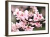 Japanese Flowering Cherry Blossoms-kamill-Framed Photographic Print