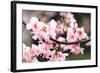 Japanese Flowering Cherry Blossoms-kamill-Framed Photographic Print