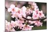 Japanese Flowering Cherry Blossoms-kamill-Mounted Photographic Print