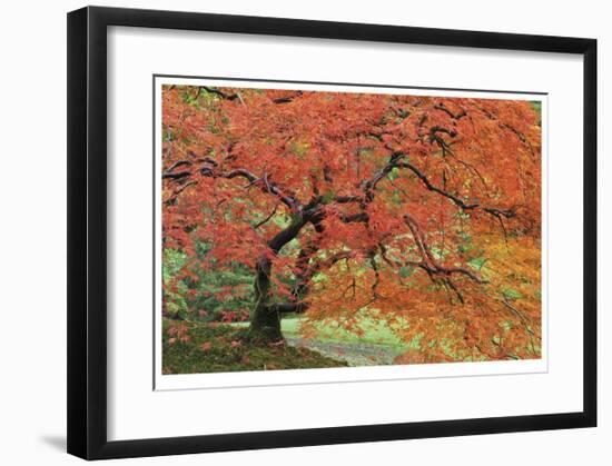 Japanese Garden II-Donald Paulson-Framed Giclee Print