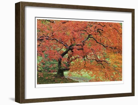 Japanese Garden II-Donald Paulson-Framed Giclee Print