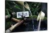 Japanese garden outside the Tokugawa Mausoleum, Nikko, Honshu, Japan, Asia-David Pickford-Stretched Canvas