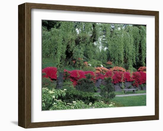 Japanese Garden Rhododendrons in Washington Park Arboretum, Seattle, Washington, USA-Jamie & Judy Wild-Framed Premium Photographic Print