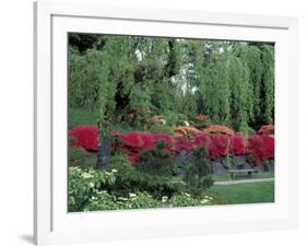 Japanese Garden Rhododendrons in Washington Park Arboretum, Seattle, Washington, USA-Jamie & Judy Wild-Framed Photographic Print