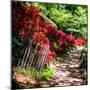 Japanese Garden VI-Alan Hausenflock-Mounted Photo