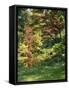 Japanese Garden-Thonig-Framed Stretched Canvas